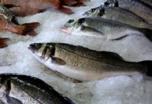 Χρ. Στελακάτος: «Η βιομηχανία ψαριών μάς ταΐζει καρκίνο, δεν θα σταματήσω να το λέω»