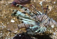 Ξενικά ψάρια στην Ελλάδα από την Ερυθρά Θάλασσα